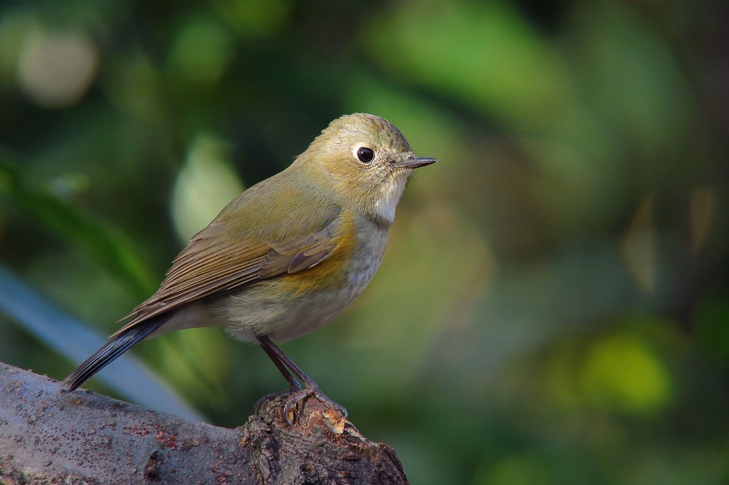 ルリビタキ♀