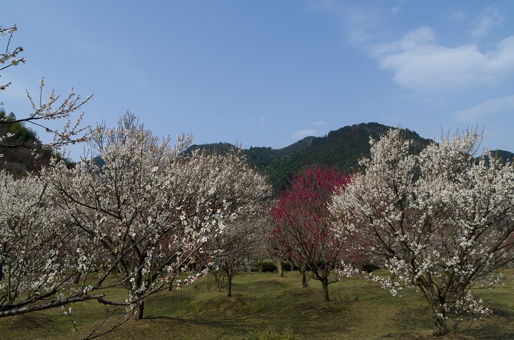 梅園