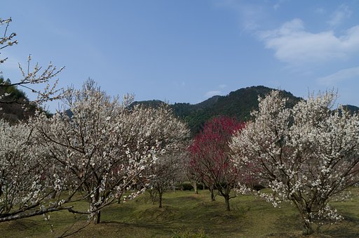 梅園
