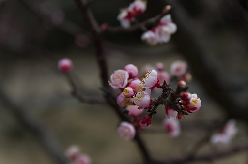 TAMRON SP AF 17-50mm F-2.8