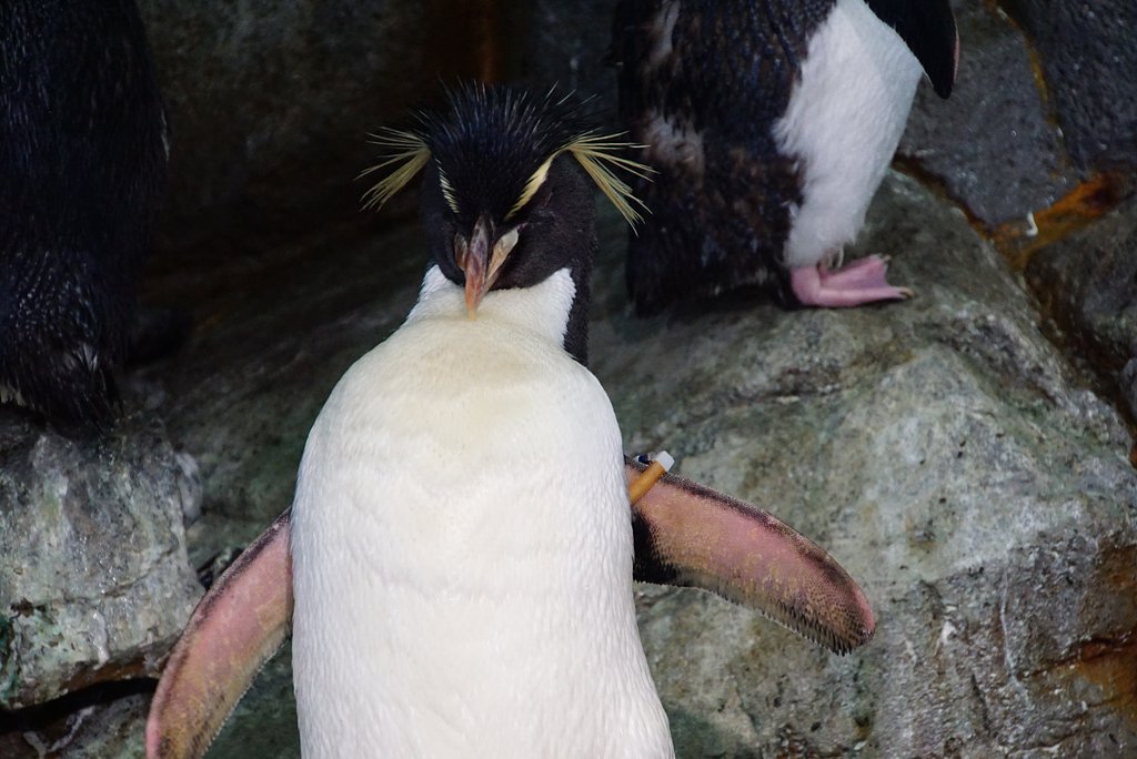 ペンギン