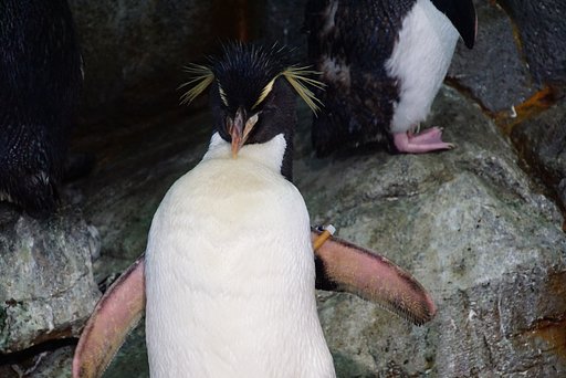 ペンギン