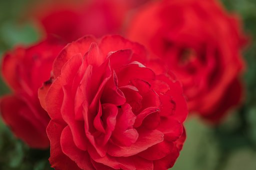PENTAX-D FA MACRO 100mm F2.8 