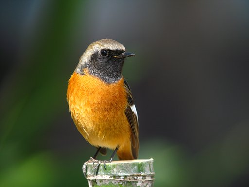 懐かしい常鶲