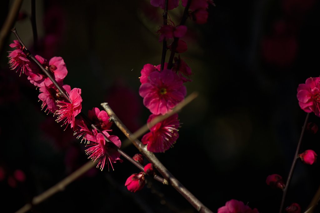 紅梅光と影
