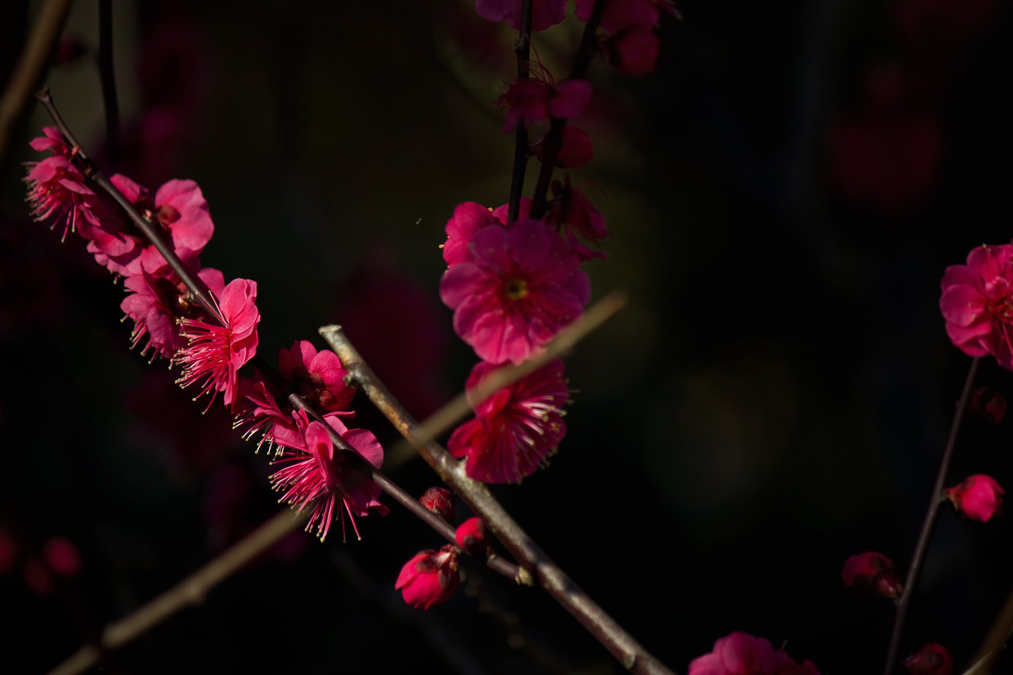 紅梅光と影