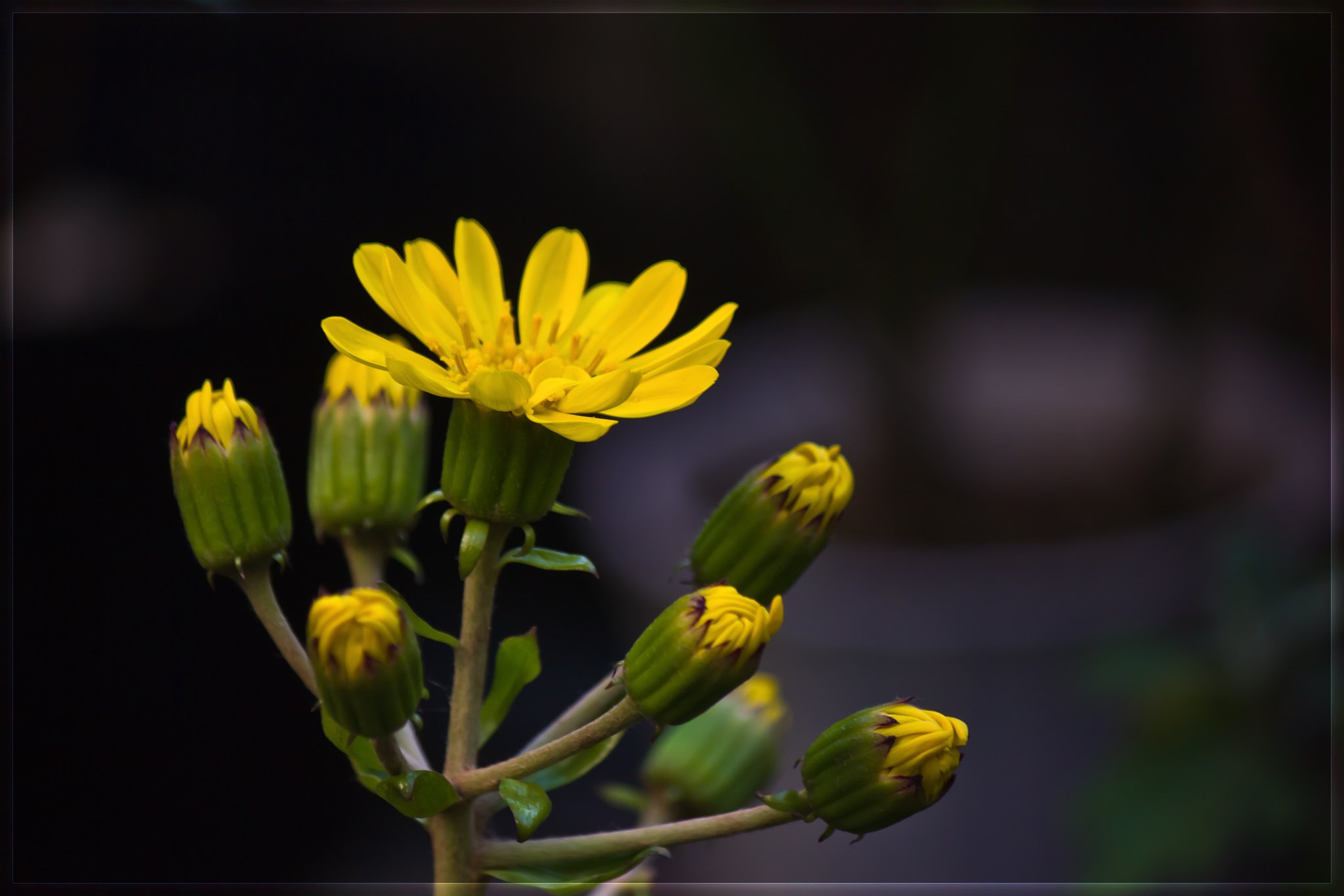 最初の花「つわぶきアップ」