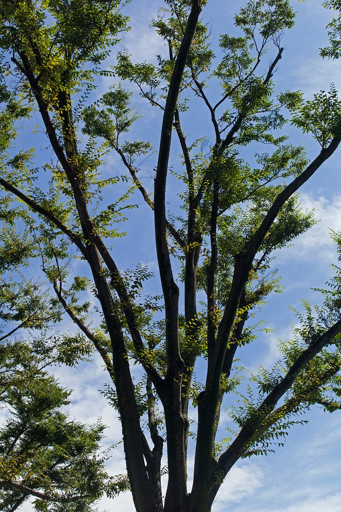 SUMMILUX-M 50mm F1.4 ASPH