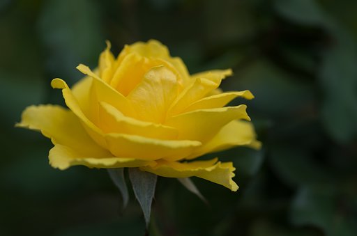 PENTAX-D FA MACRO 100mm F2.8 