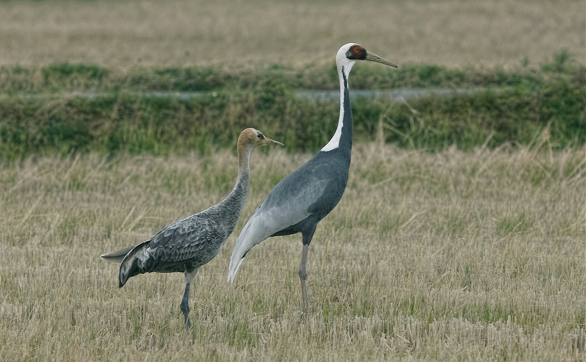 マナヅル＆ナベヅル幼鳥