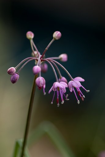 花一リン。