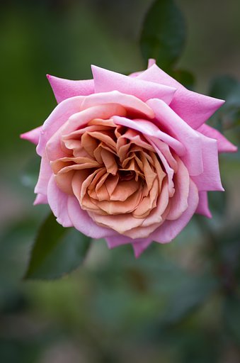 PENTAX-D FA MACRO 100mm F2.8 