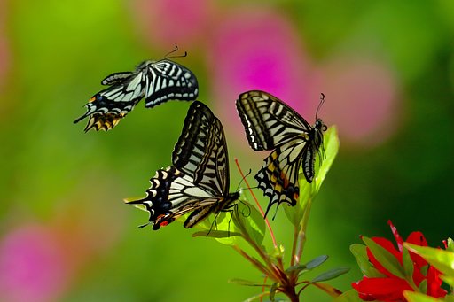 【動感】蝶の軌跡①