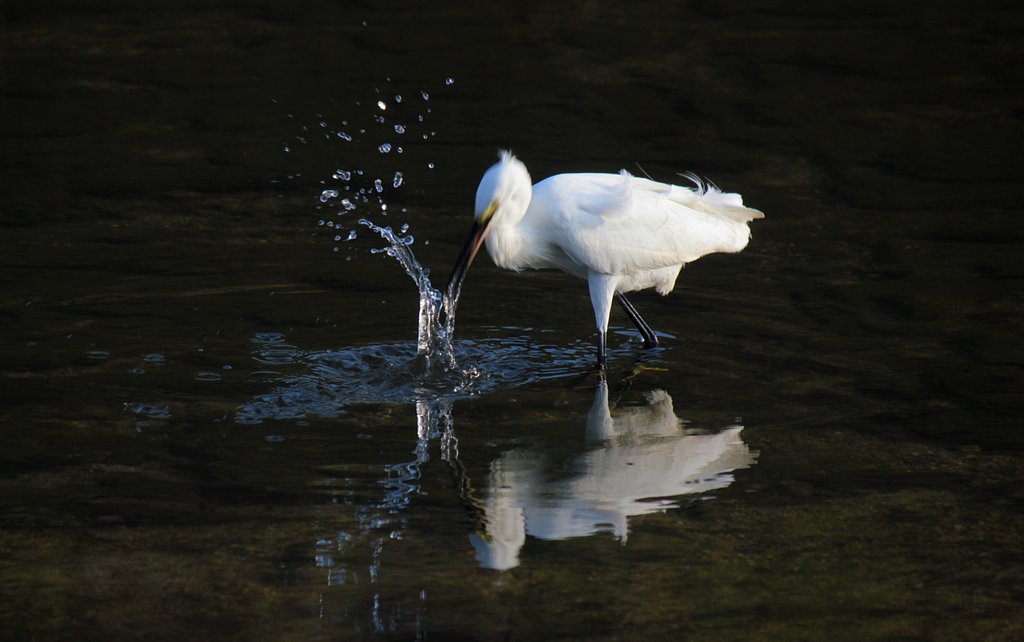 【動感】 コサギの狩