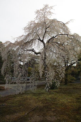 SIGMA DP1 16.6㎜　F4 