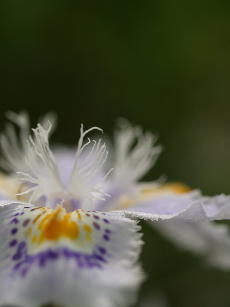 しゃがの花です。。