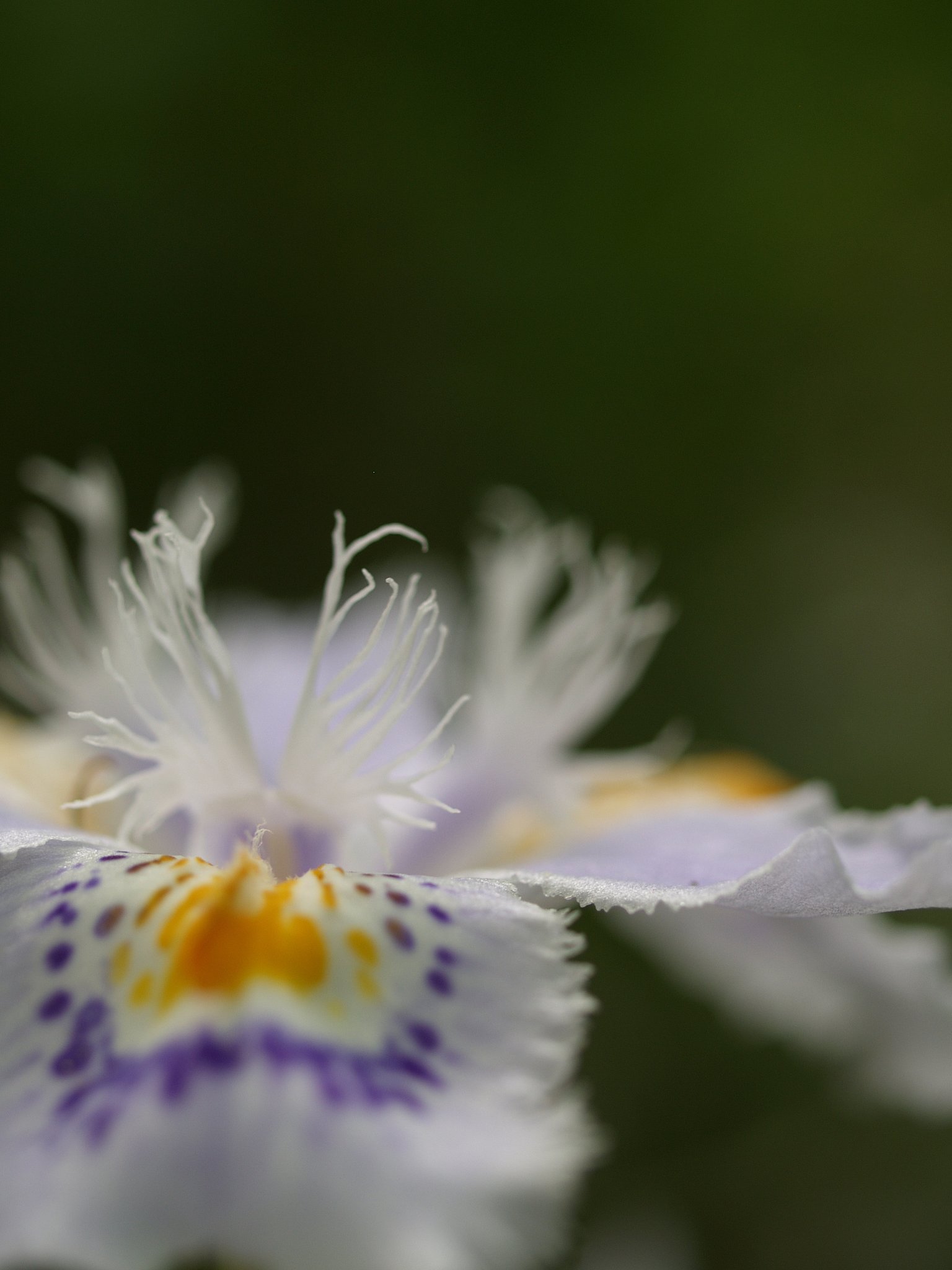 しゃがの花です。。