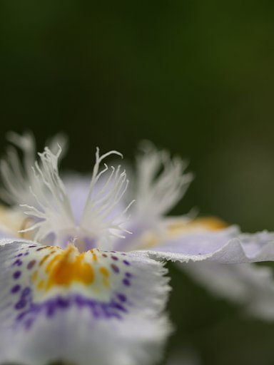 しゃがの花です。。