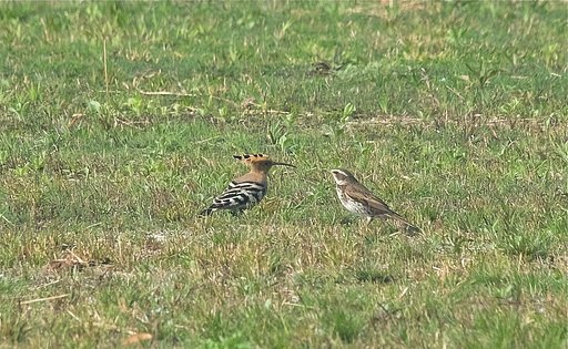 ヤツガシラ＆ツグミ