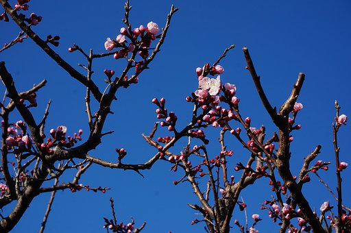 桃かなー？