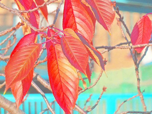 桜ー紅葉