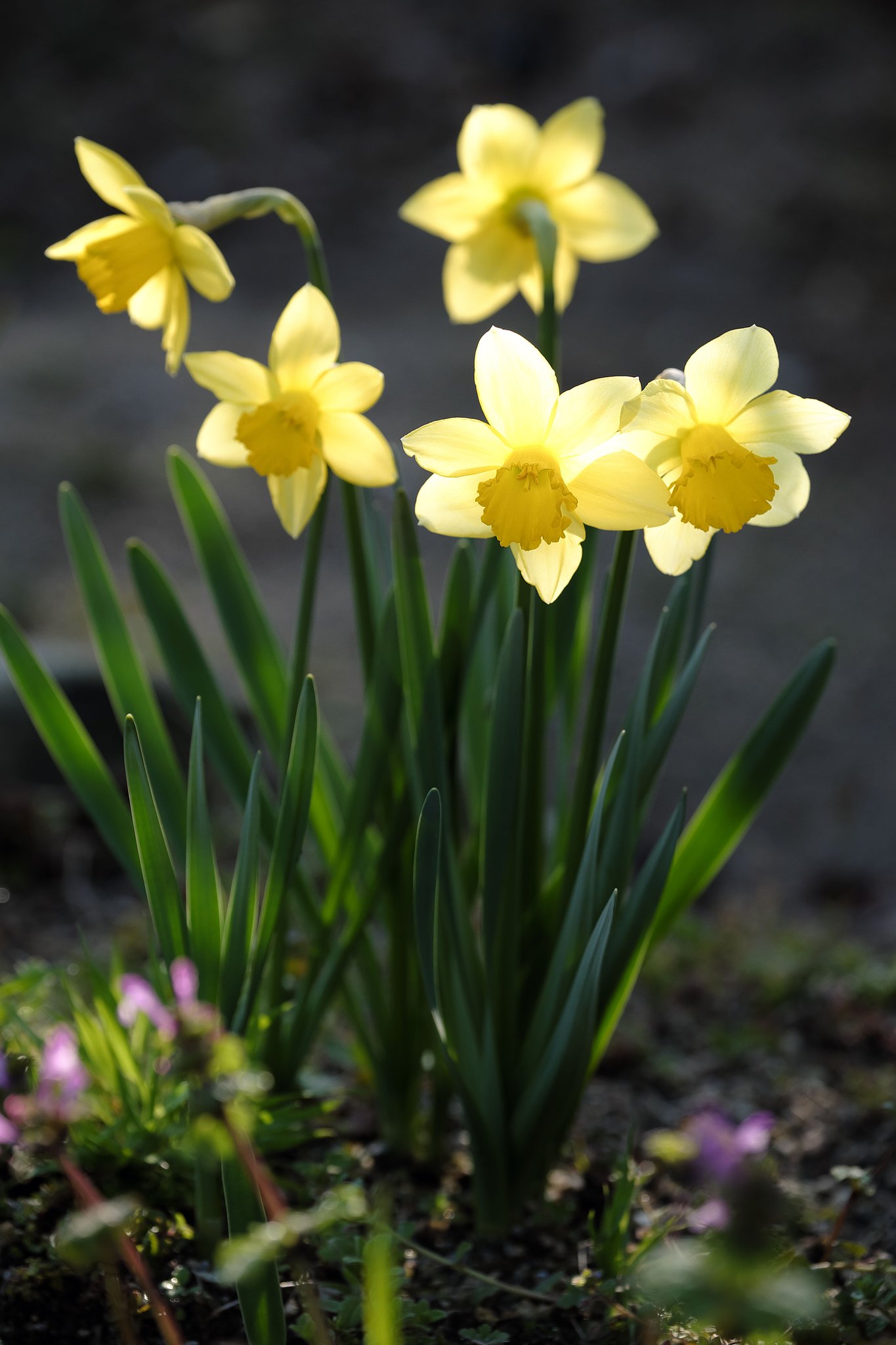 Fuji XF50-140