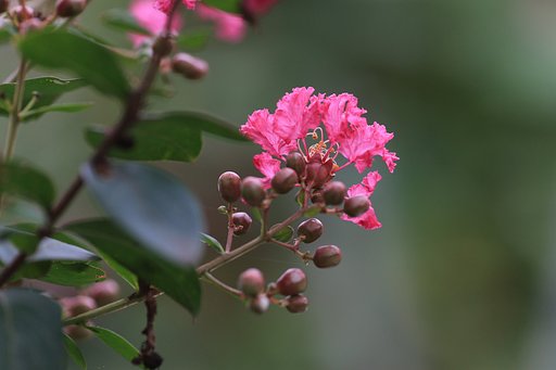 名残りの百日紅