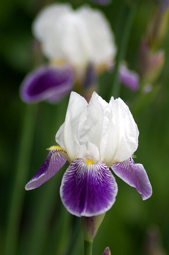いずれ菖蒲か杜若・・・？