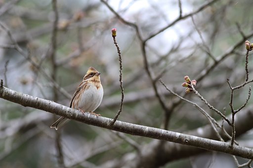 桜が咲いたらさようなら！