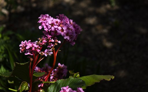 桃色花木陰に