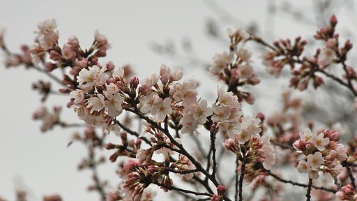 開花宣言