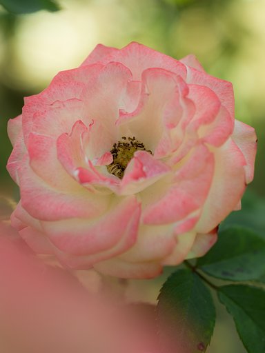  Micro-NIKKOR Auto 1:3.5f=55mm