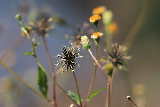 ひっつき虫