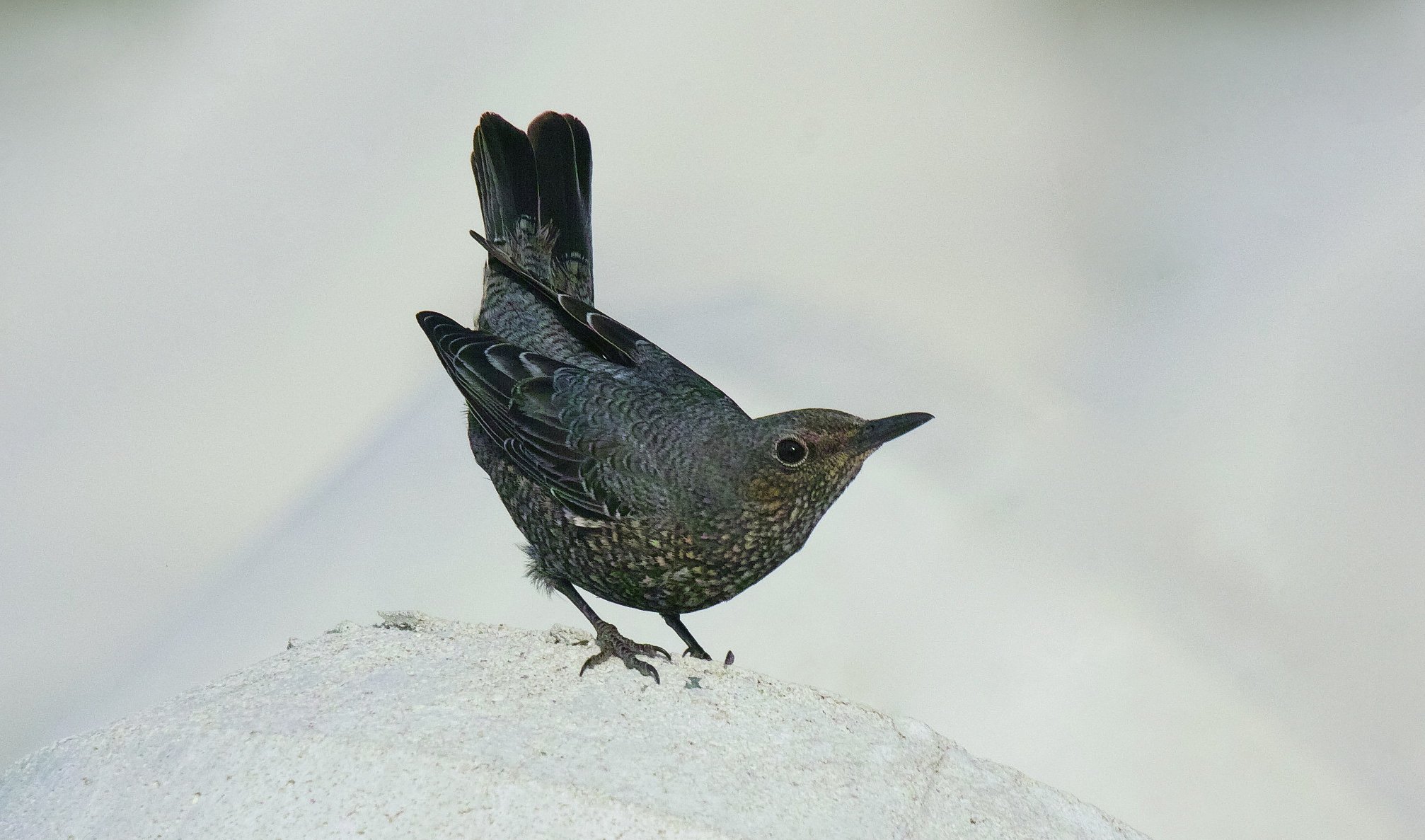 イソヒヨドリ♀