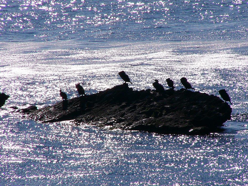 海鵜です