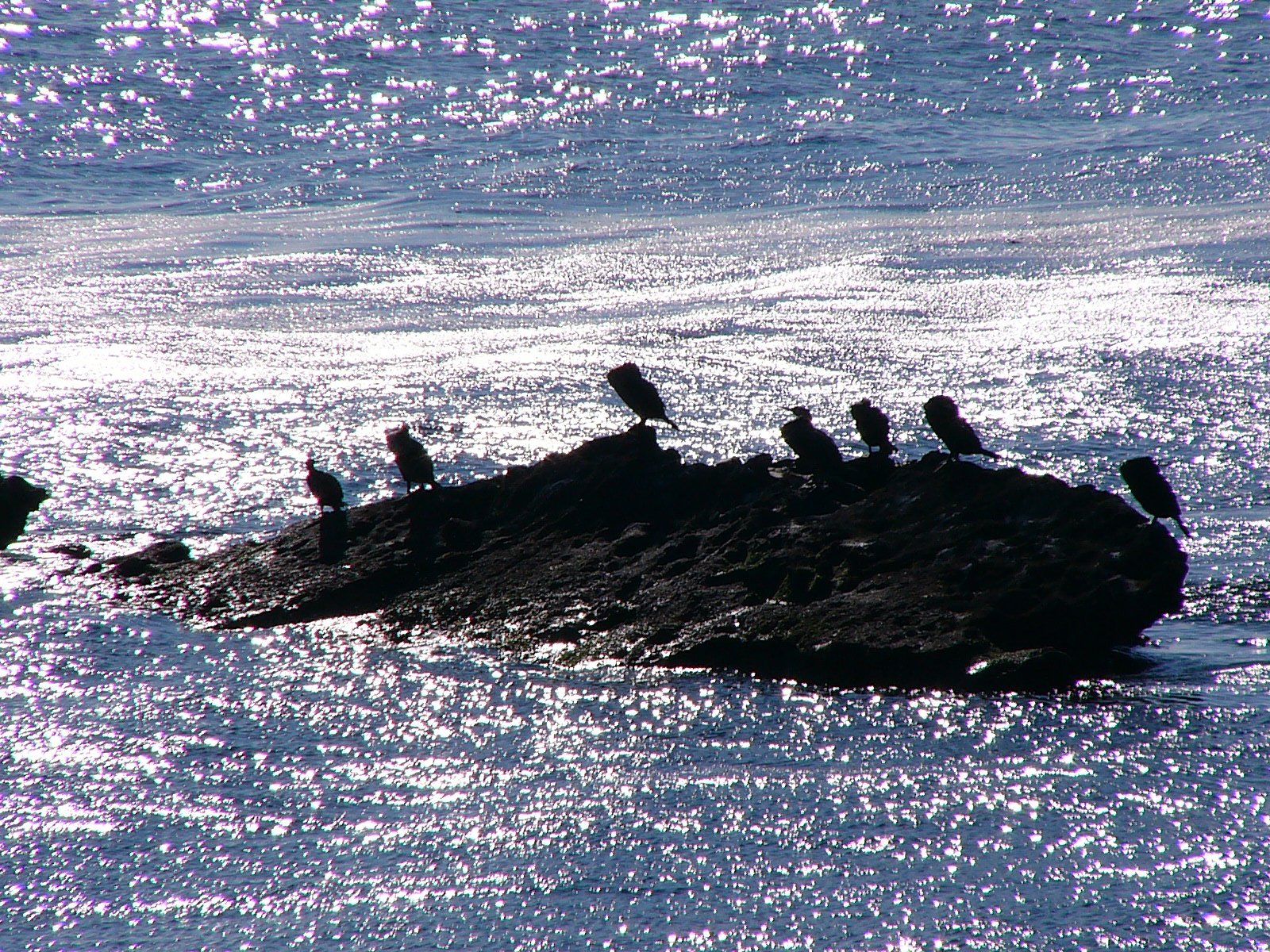 海鵜です