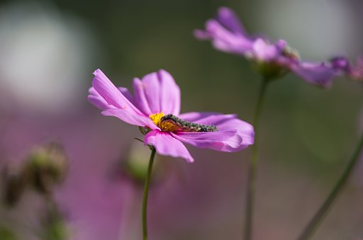 SP AF70-200mm F/2.8 Di LD [IF] MACRO 