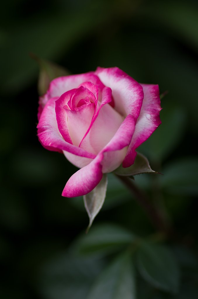 PENTAX-D FA MACRO 100mm F2.8 