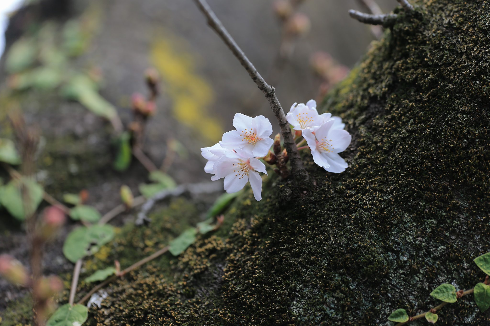 開花宣言