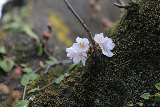 開花宣言