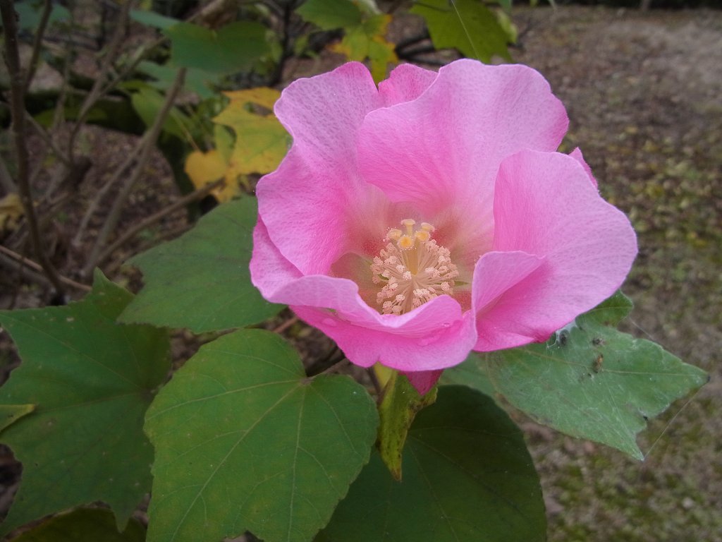 芙蓉