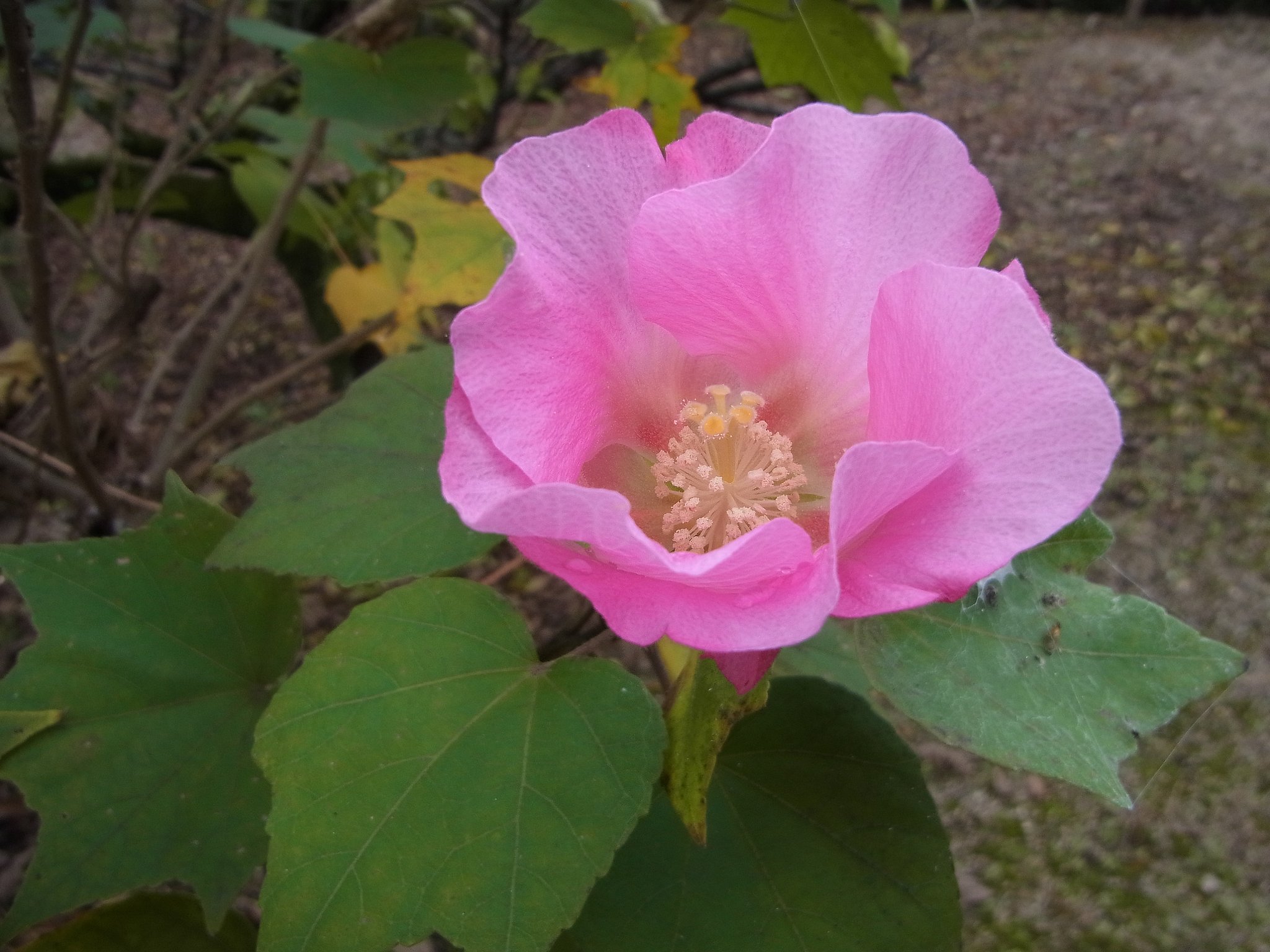 芙蓉
