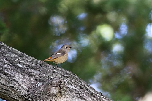 冬鳥さんいらっしゃーい