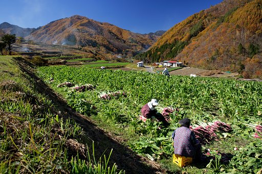 野麦峠の錦と保平蕪