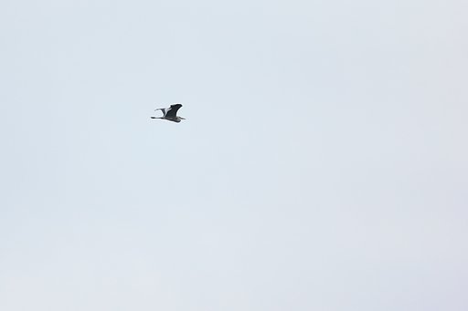【飛】アオサギ空を行く