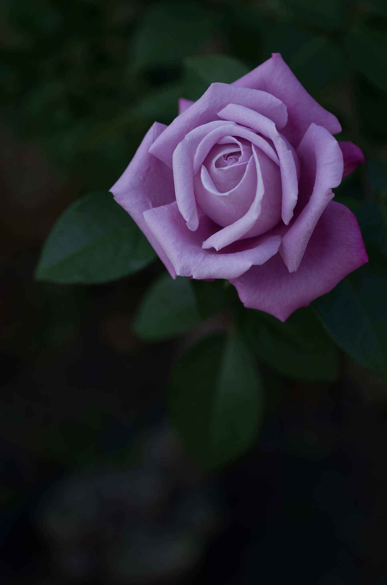 SIGMA MACRO 70mm F2.8