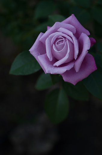 SIGMA MACRO 70mm F2.8