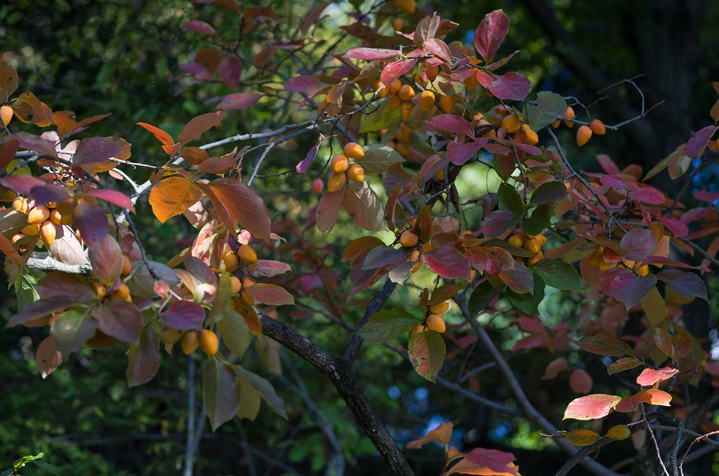 SIGMA MACRO 70mm F2.8 