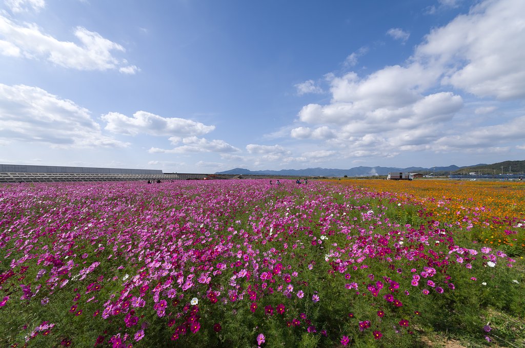 晩生