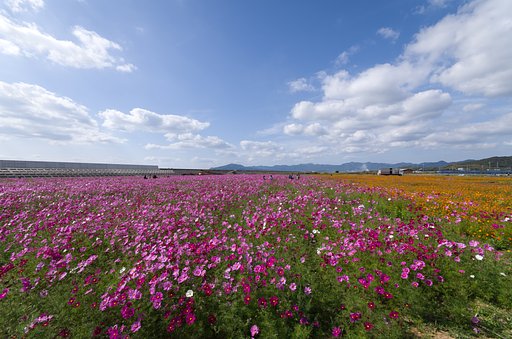 晩生